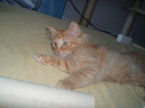 Norsk Skovkat Bacardi  billede 2