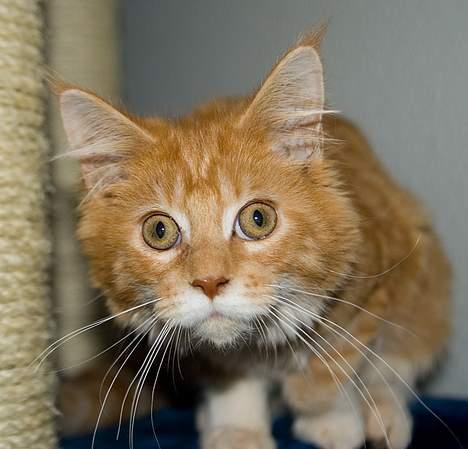 Maine Coon Frode billede 9