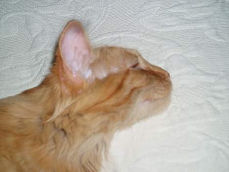 Norsk Skovkat Bacardi  billede 3