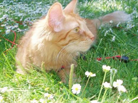 Norsk Skovkat Bacardi  billede 4