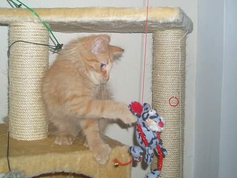 Norsk Skovkat Bacardi  billede 5