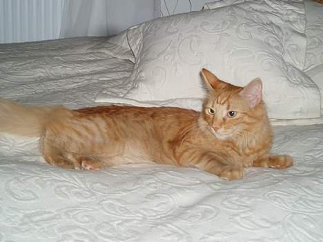 Norsk Skovkat Bacardi  billede 6