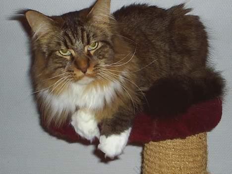 Maine Coon TB's Indian White Sox billede 17