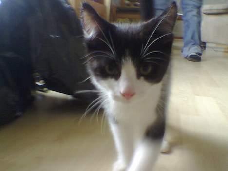 Huskat Zeus *Død* - Lille og nysgerrig billede 6