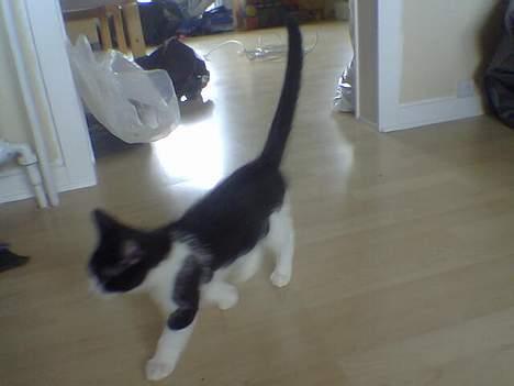 Huskat Zeus *Død* - Her kan man se den lange hale han havde, selv da han var killing. billede 7