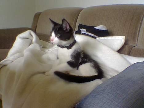 Huskat Zeus *Død* - Et kort forsøg med halsbånd, den gik ikke... billede 8