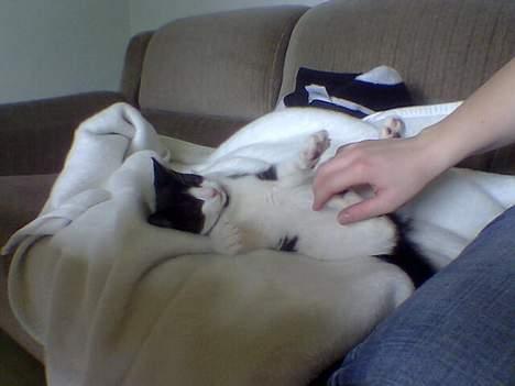 Huskat Zeus *Død* - Uhm nusse!!! billede 9