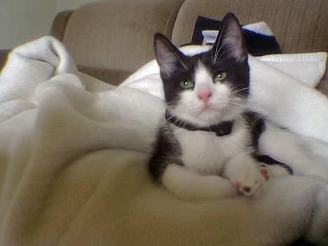 Huskat Zeus *Død* - Arh, det her er slet ikke så dårligt.. billede 10