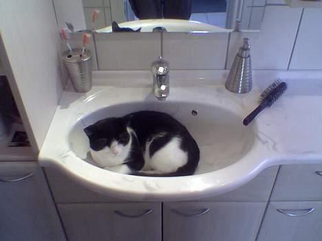 Huskat Zeus *Død* - A king´s bed.. billede 11