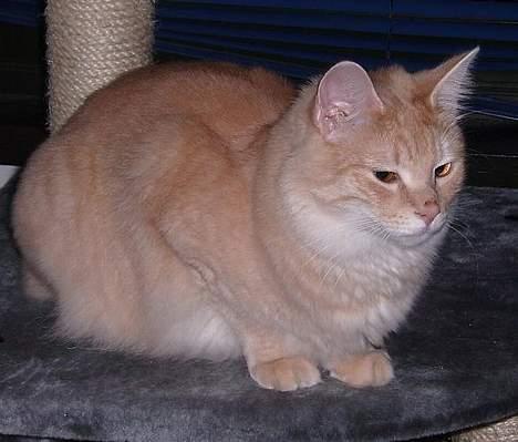 Norsk Skovkat Westerberg´s Wilbur billede 8