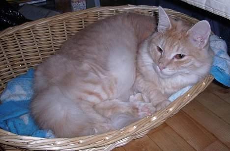 Norsk Skovkat Westerberg´s Wilbur billede 9