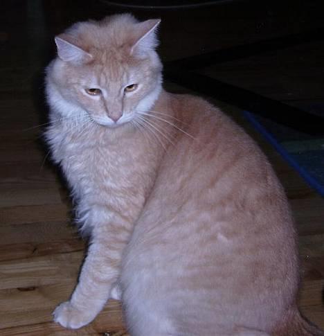 Norsk Skovkat Westerberg´s Wilbur billede 10