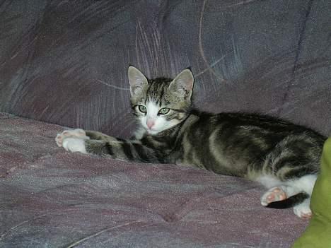 Huskat Nemodrengen - ligger lige og flader udefter en go gang mad billede 1