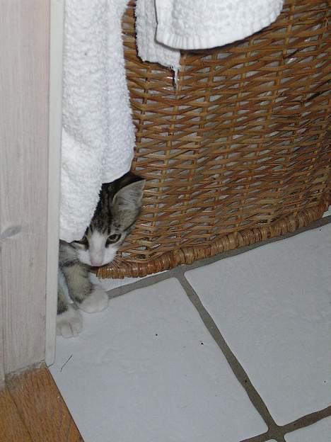 Huskat Nemodrengen - til den dag i dag er nemos ynglings plads stadig vasketøjskurven billede 2