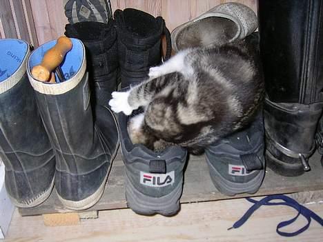 Huskat Nemodrengen - nemo var en meget legesyg killing billede 3