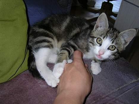 Huskat Nemodrengen billede 4