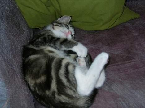 Huskat Nemodrengen billede 5