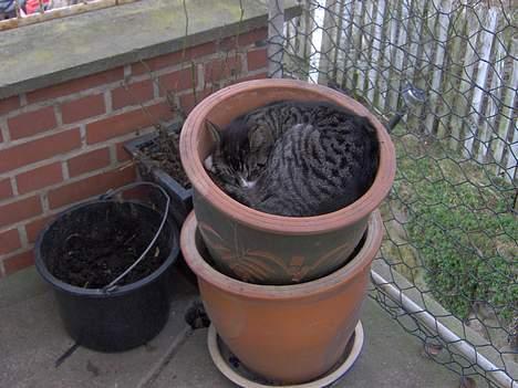 Huskat sille (min brors ) billede 1