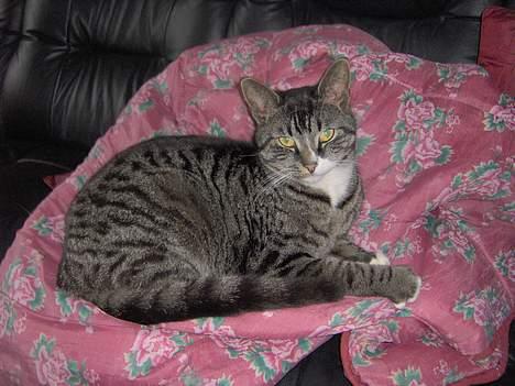 Huskat sille (min brors ) billede 2