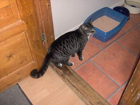 Huskat sille (min brors ) billede 3