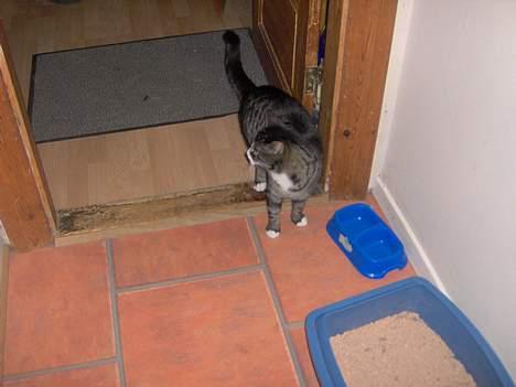 Huskat sille (min brors ) billede 4