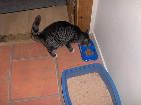 Huskat sille (min brors ) billede 5