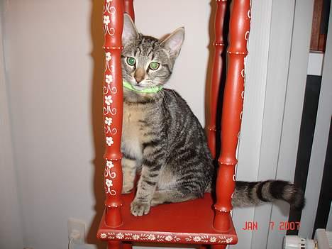 Huskat Tristan - velkommen til min profil, læg enedelig en kommentar og en bedømmelse hvis du har lyst, og se dig lidt omkring:-) billede 1