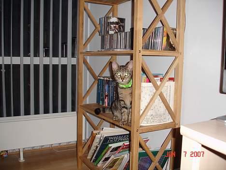 Huskat Tristan - her sidder jeg jo ret godt. billede 2