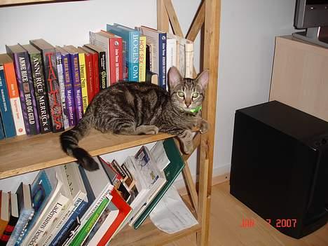 Huskat Tristan - og der ville mine ben vist ikke bærer mig mere. billede 3