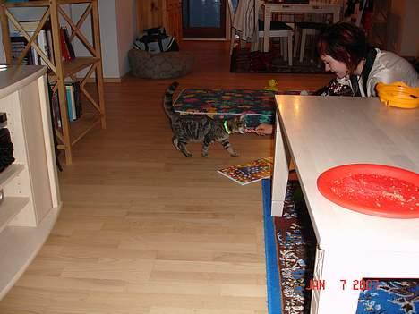 Huskat Tristan - hvad er det du har der? billede 4