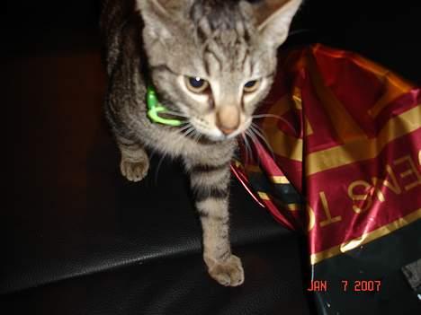 Huskat Tristan - han gik mens jeg forsøgte at få et billede af ham:-) billede 5