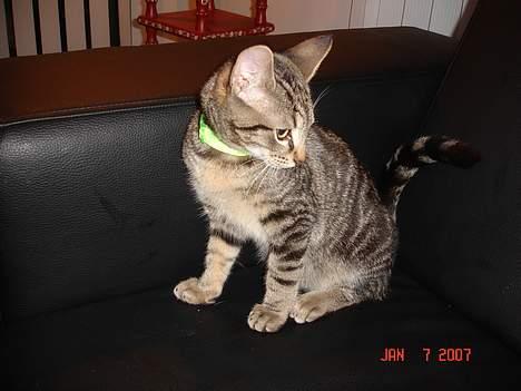 Huskat Tristan - skynd dig hellere, ingen ved hvor længe jeg bliver siddende her. billede 6