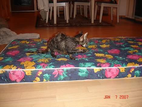 Huskat Tristan - uhhhh jeg er pladdervåd har lige været i bad:-) billede 7