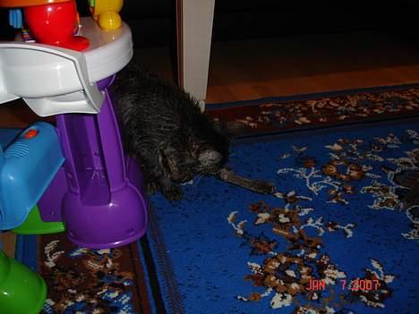 Huskat Tristan - tørre, tørre, tørre... billede 8