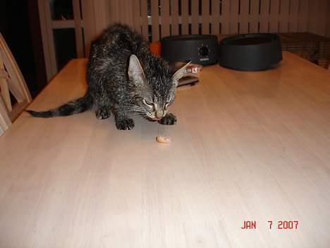 Huskat Tristan - spiser en cocktailpølse jeg har tyvstjålet:-) billede 9