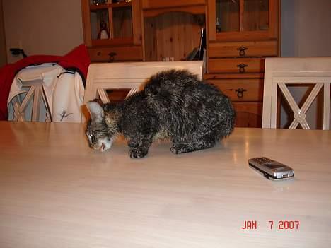 Huskat Tristan - mmmmm billede 10