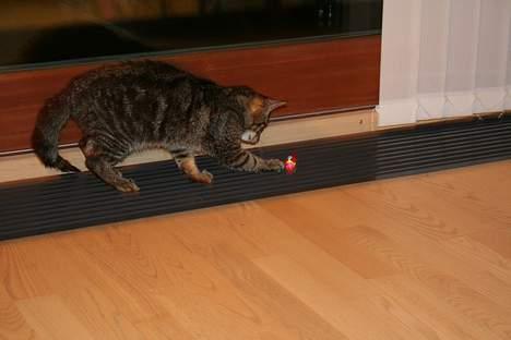 Huskat Tristan - Elsker bare den her mus, den er mit et og alt. billede 11