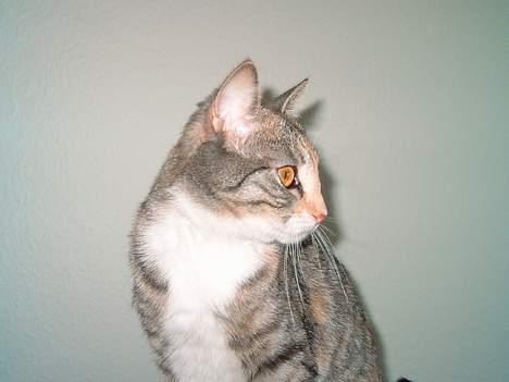 Huskat Freya billede 10