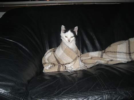 Huskat LilleMis - Her er min charmetrold =) billede 1