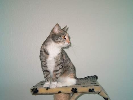 Huskat Freya - Smukke Freya 1½ år gammel billede 11