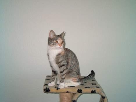 Huskat Freya billede 12