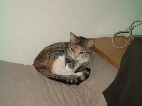 Huskat Freya - Freyas nye sovested (1½ år gammel) billede 13