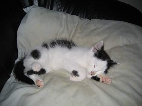 Huskat LilleMis billede 2