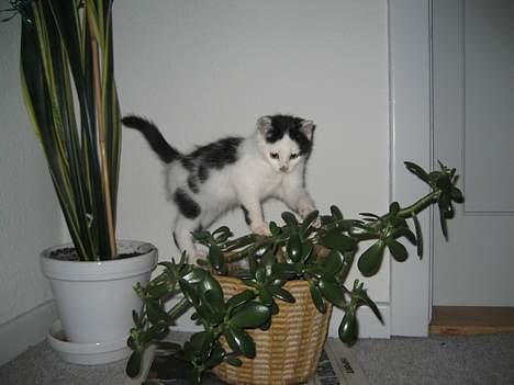 Huskat LilleMis - Jubiiii! Blomster! billede 3