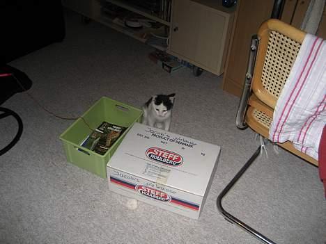 Huskat LilleMis billede 4