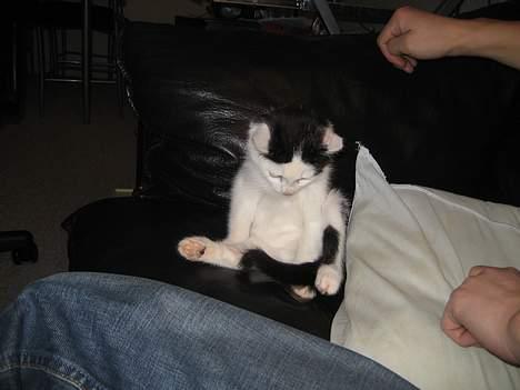 Huskat LilleMis - Jeg er da en han, er jeg ik?  billede 5