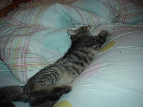 Blanding af racer Sprut - Dejligt at sove på mors dyne... :) billede 6