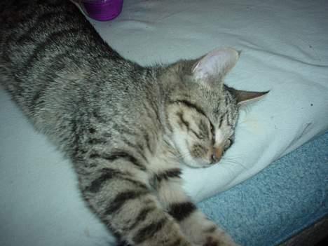 Blanding af racer Sprut - Zzzzzzz billede 7