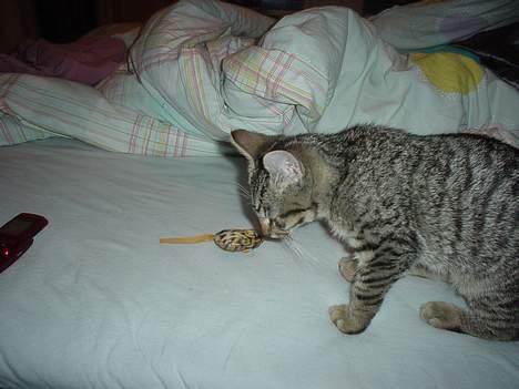 Blanding af racer Sprut - Mon det er noget jeg kan lege med....??? billede 8