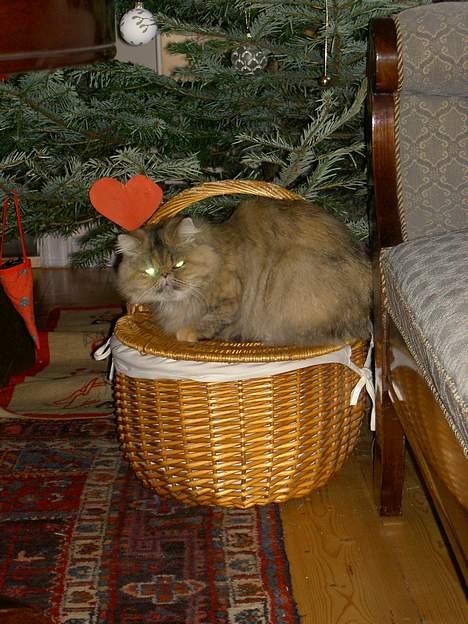 Perser Sofie - 1) Sofie til jul. billede 1